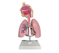 Modelo completo sistema respiratorio nariz-garganta-pulmón para enseñanza