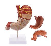Modelo de anatomía de estómago humano 1.5X con desmontable para enseñanza
