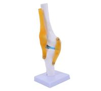 Modelo de articulación rodilla 1:1 con ligamentos para enseñanza anatomía