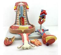 Modelo de cuello y tórax con corazón y pulmones desmontables para enseñanza