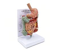 Modelo de lesión de colon humano con Tarjeta instrucciones para enseñanza