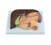 Modelo hepatobiliar humano con páncreas y duodeno, señales digitales