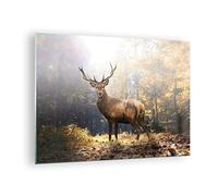 Quadro su Vetro 70x50cm Luce cervo foresta Stampe Immagini Quadri Moderni Murale