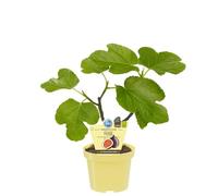 Modipitre Fico Carica Pianta da Frutto Bio su Vaso 12 cm