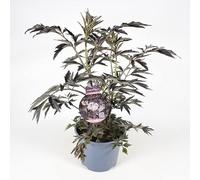 MODIPITRE Sambuco Rosa Pianta di Sambuco Nigra Black Lace Rosa su Vaso cm 19