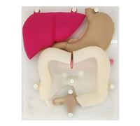 Modulo Di Formazione Per Chirurgia Laparoscopica, Allenatore Laparoscopico Con Rapporto 1: 1, Sutura Chirurgica Umana, Può Praticare La Chirurgia Ginecologica Correlata, Silicone Riutilizzabile
