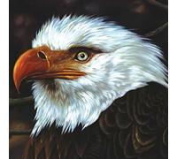 Mogwai - Hawk Is Howling