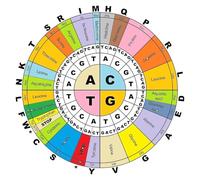 Molecular Biology Wall Art - DNA Codon Table & Amino Acid Wheel Chart Print, Educational Decor for Biochemistry Lab, Office, Gift(Framed,12x18inch(30x45cm))