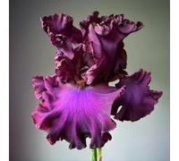 Molto esclusivo, bello e grande, resistente all'inverno, facile da coltivare, colorato, di facile manutenzione, 10 cipolle