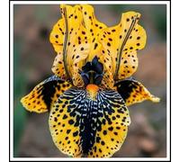 Molto esclusivo, bello e grande, resistente all'inverno, facile da coltivare, colorato, di facile manutenzione, 6 cipolle