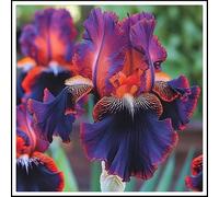 Molto esclusivo, bello grande, resistente all'inverno, per esterni, facile da coltivare, colorato, di facile manutenzione, 15 cipolle C