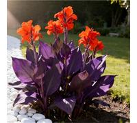 Molto resistenti al freddo! Canne per l'arredo urbano - canne a foglia larga - facili da coltivare - bassa manutenzione-1 Rizomi-H