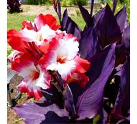 Molto resistenti al freddo! Canne per l'arredo urbano - canne a foglia larga - facili da coltivare - bassa manutenzione-1 Rizomi-E