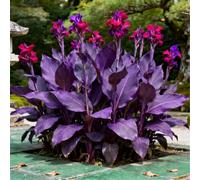 Molto resistenti al freddo! Canne per l'arredo urbano - canne a foglia larga - facili da coltivare - bassa manutenzione-5 Rizomi-J