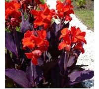 Molto resistenti al freddo! Canne per l'arredo urbano - canne a foglia larga - facili da coltivare - bassa manutenzione-4 Rizomi-C