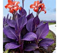 Molto resistenti al freddo! Canne per l'arredo urbano - canne a foglia larga - facili da coltivare - bassa manutenzione-1 Rizomi-I