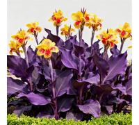 Molto resistenti al freddo! Gigli di canna per l'arredo urbano: purificano l'aria e ne migliorano l'aspetto, richiedono una manutenzione minima-3 Rizomi-A