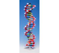 Molymod Modello a doppia elica di DNA Molymod, 22 segmenti, kit miniDNA