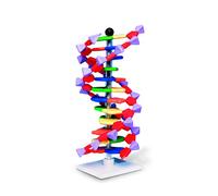Molymod Modello a doppia elica di DNA, 12 segmenti, kit miniDNA