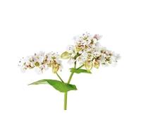 Mondo Ape Semi Fiori per Api - Semi di Grano Saraceno (Fagopyrum esculentum) 1 kg - Sementi Mellifere per Api - Fioritura Prolungata e Ricca di Nettare - Ideali per Apicoltura