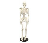 MonMed - Modello di scheletro medico, 85 cm, piccolo personaggio umano per anatomia, arte, Halloween