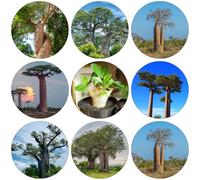 mono semi estremamente resistenti verdi balcone, perenni resistenti semi silvestri baobab invernali 30pcs