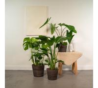 Monstera Deliciosa Ø21cm , Alocasia Zebrina Ø19cm , Strelitzia Nicolai - Camera