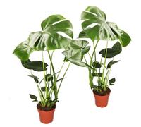 Monstera Deliciosa Set di 2, 55-70 cm, vaso da ø 12-15 cm, set di piante per casa e ufficio, qualità del professionista delle piante, spedizione rapida di piante, ideale per la verdeggiante degli