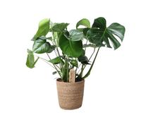 Monstera In Natural Basket - Ø 21 cm - 60 cm - Pianta d'appartamento facile da pulire con caratteristica foglia della finestra - Nel cestino in vimini naturale - purificazione dell'aria e decorativa
