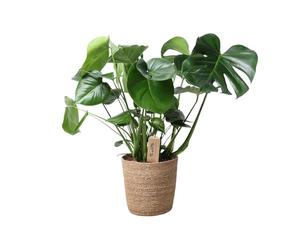 Monstera In Natural Basket - Ø 21 cm - 60 cm - Pianta d'appartamento facile da pulire con caratteristica foglia della finestra - Nel cestino in vimini naturale - purificazione dell'aria e decorativa
