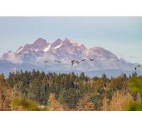 montagne - Puzzle classico in legno da 5000 pezzi per adulti - Puzzle fai da te 3D per la decorazione della casa moderna (14 anni+)