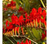 Montbretia di roccia giardino del balcone selvatici semi di perenne resistenti autunno semi esotici selvatici balcone 55pcs