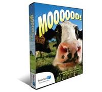 Moo Funny Illustrations Bluefish Tv