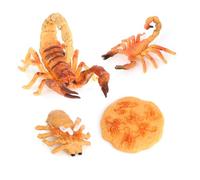 mophrati 1 set di giocattoli per il ciclo di Modello simulazione vivida per la casa Giocattoli per bambini interessanti Modelli scorpione per la scuola a casa , Marrone