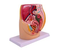 mophrati Modello riproduttivo pelvico Visualizzazione chiara simulazione Etichette accurate Studio e insegnamento anatomico approfondito PVC simulazione
