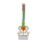 mophrati Risorse didattiche Modello pelvico della colonna vertebrale per studenti Strumento completo per gli educatori per dimostrare in modo efficace la