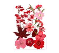 mophrati Set di fiori secchi Strumenti Puntelli Materiali di riempimento per decalcomanie fiori reali Forniture per collana etichette per pressati colorati