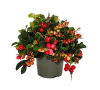 Moquette bacca - Gaultheria procumbens - fragola - perno - pianta resistente all'inverno con bacche decorative - 1 pianta