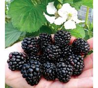 Mora More senza spine "Rubus fruticosus" frutti di bosco pianta in vaso 1 litro Vivaio di Castelletto