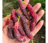 morera giardino ciondoli, resistenti, perenni semi da giardino letto elevato per balcone semi 20pcs