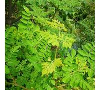 moringa biologiche giardino interno sul balcone interna in vaso vecchie varietà interno resistenti, adatte alla piena esposizione al sole, 5semi