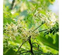 moringa - come bomboniera giardino resistenti in vaso sostenibili 70semi