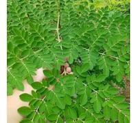 moringa, in vaso balcone varietà antiche biologiche giardino 10semi