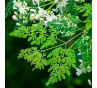 moringa interno giardino balcone in vaso giardino interno sul balcone d'appartamento esotiche vecchie varietà raro decorazione 30semi