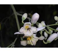 Moringa Oleifera Horseradish Drumstick Tree 10 Seed : Package Contains seeds