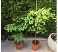 Moringa oleifera - Pianta dei miracoli DALLE MILLE PROPRIETÀ Vaso 17 Foto Reali