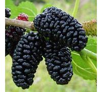 Morus Nigra Black Mulberry 100 seeds.