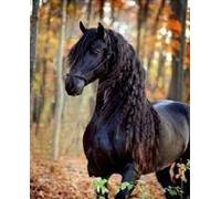 Mosaico di diamanti - cavallo nero