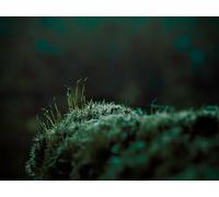 moss-300-Pezzi Puzzle Amici Regali intellettuali, Tempo libero, Intrattenimento, Decorazioni per feste 14 anni+