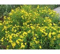 Mosto Di San Giovanni - 250 grani: grani